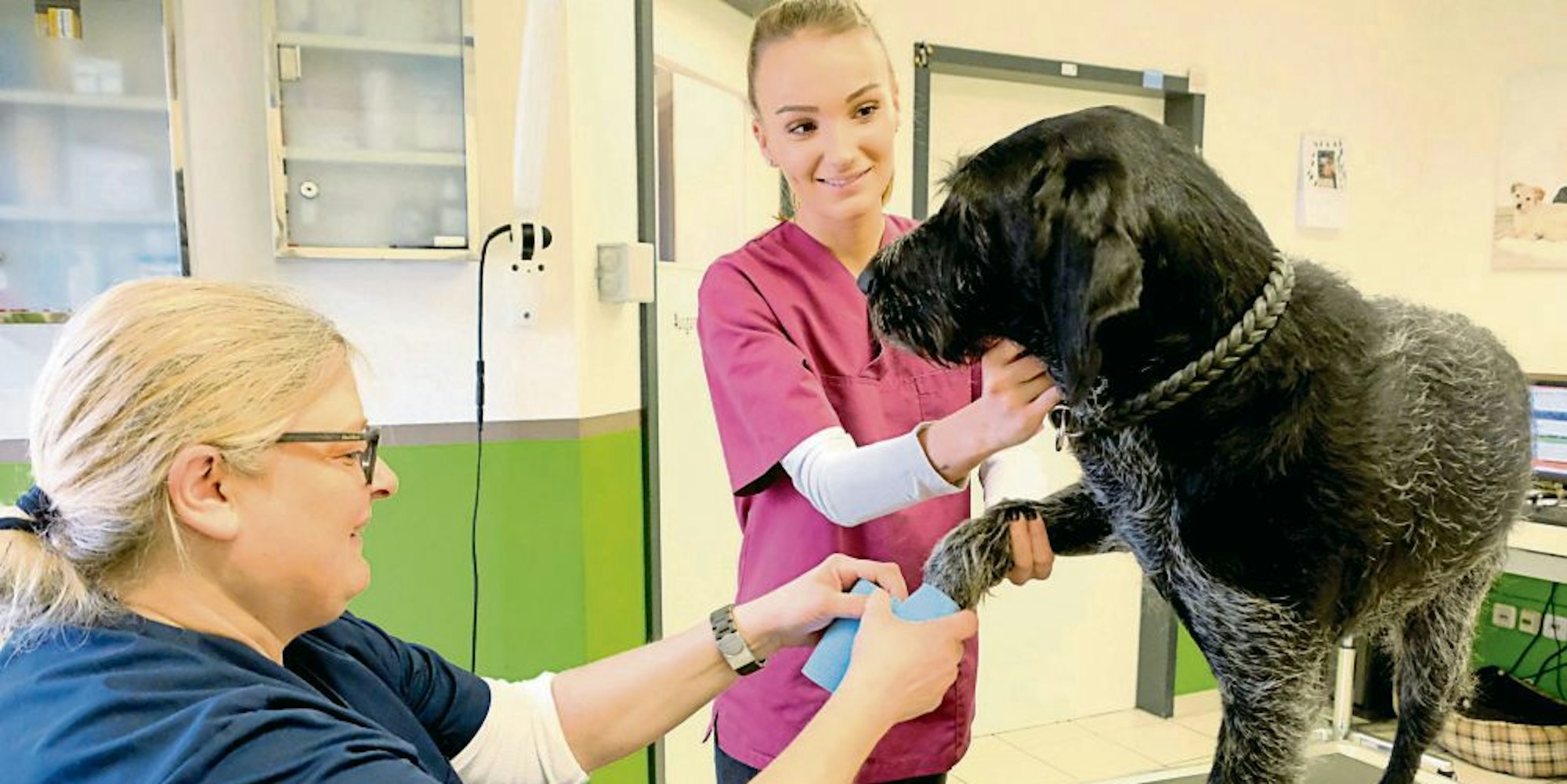 Tierärztin Elfi Kannengießer (l.) und Tierarzthelferin Madita Schuberth versorgen eine Verletzung an Emils Pfote.