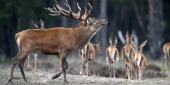 Die Jäger sehen den Lebensraum der Hirsche bedroht