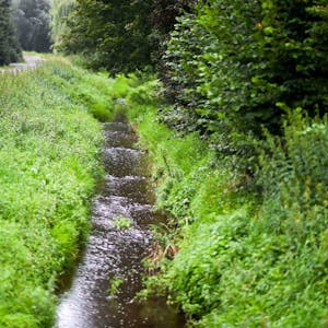 Der Uferbereich des Bleibachs in Oberwichterich wird nicht immer gepflegt.
