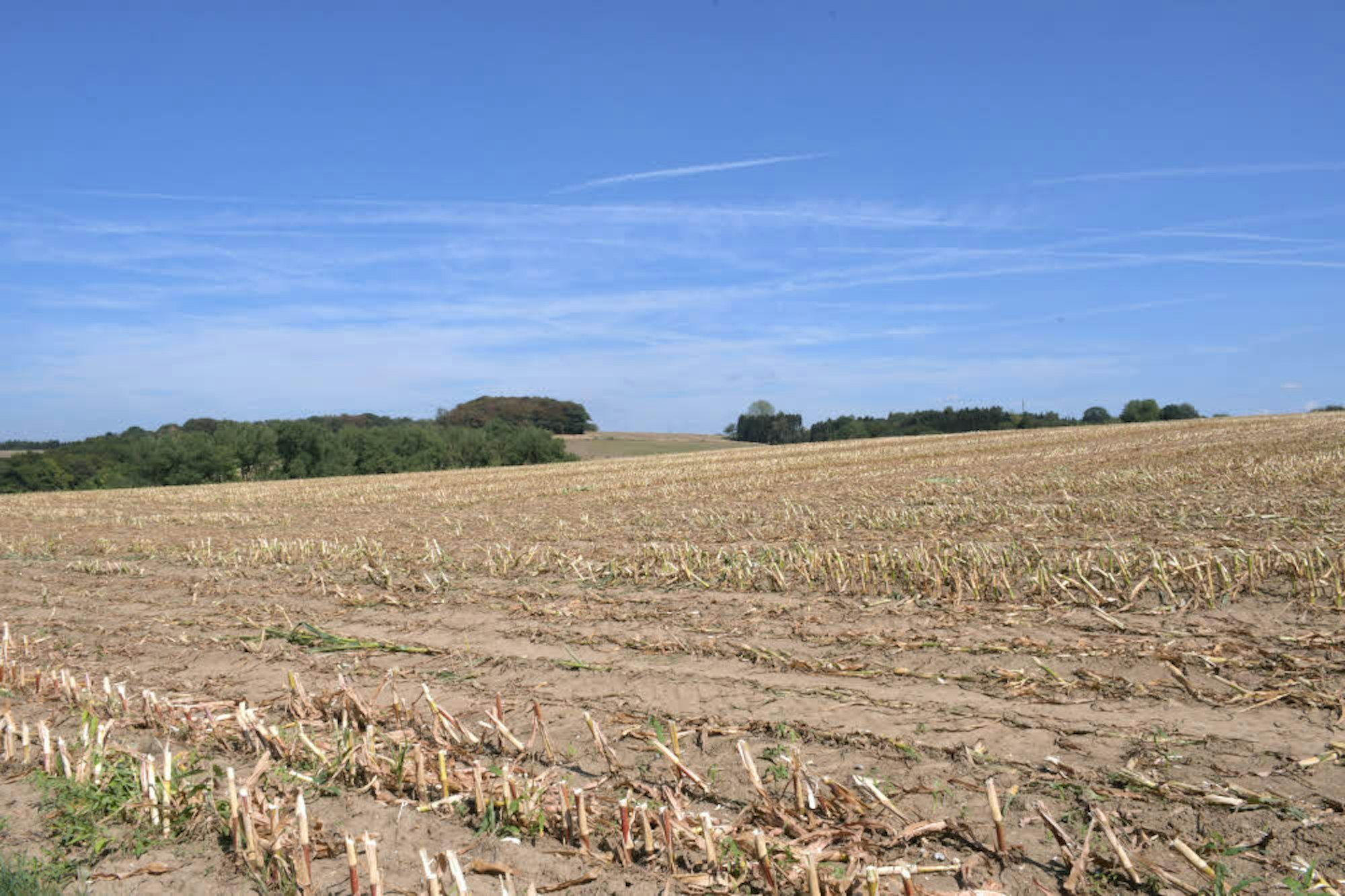 Der größte Teil der Maisfelder im Rheinisch-Bergischen Kreis ist schon abgeerntet worden – Wochen vor der eigentlichen Erntezeit.
