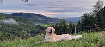 In Gengenbach im Schwarzwald ist es für Hunde auch sehr schön.