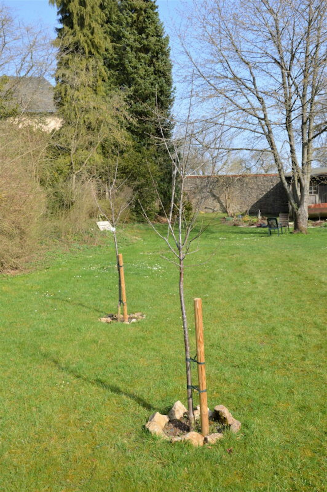 Zwei neu gepflanzte Bäume stehen auch in dem Garten.