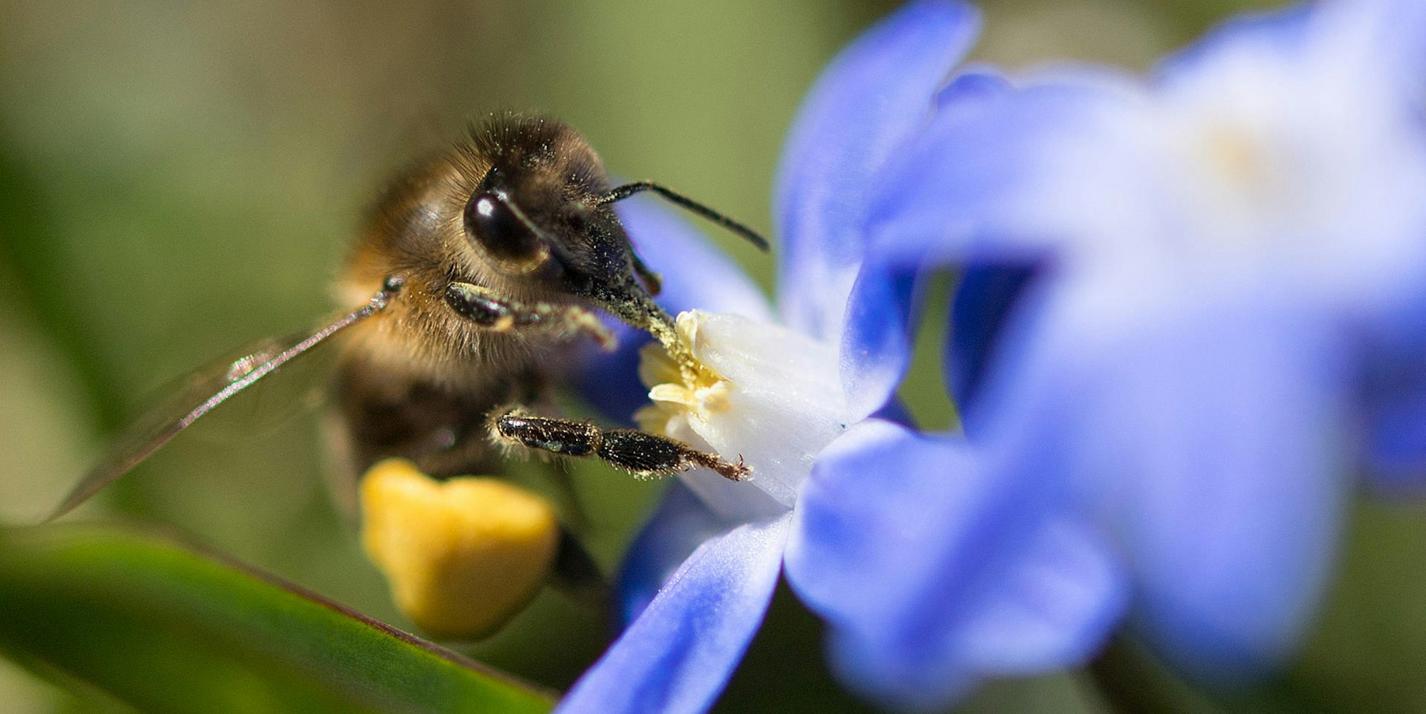 Biene sammelt Pollen dpa Symbol Garten