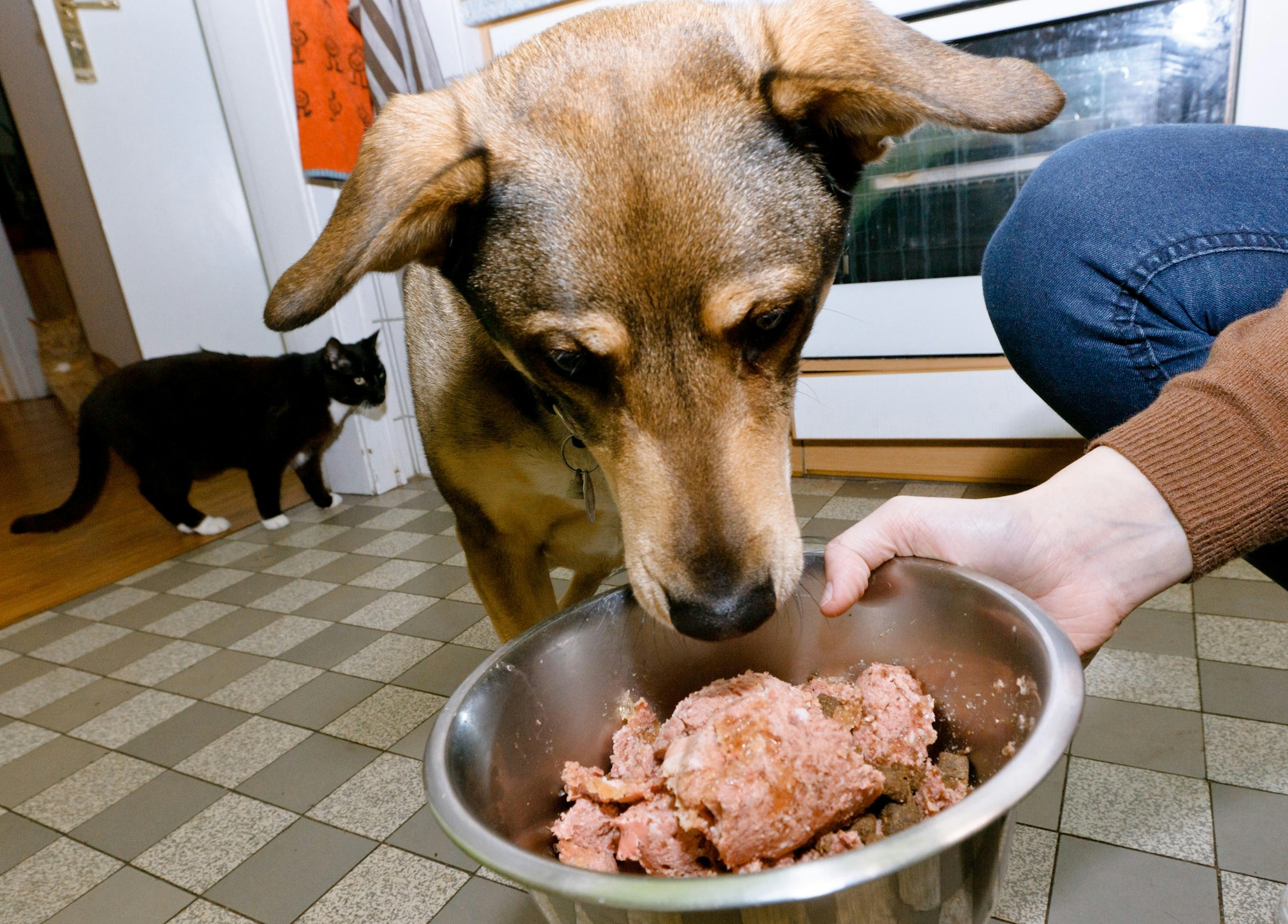 Hund schnüffelt an Futter