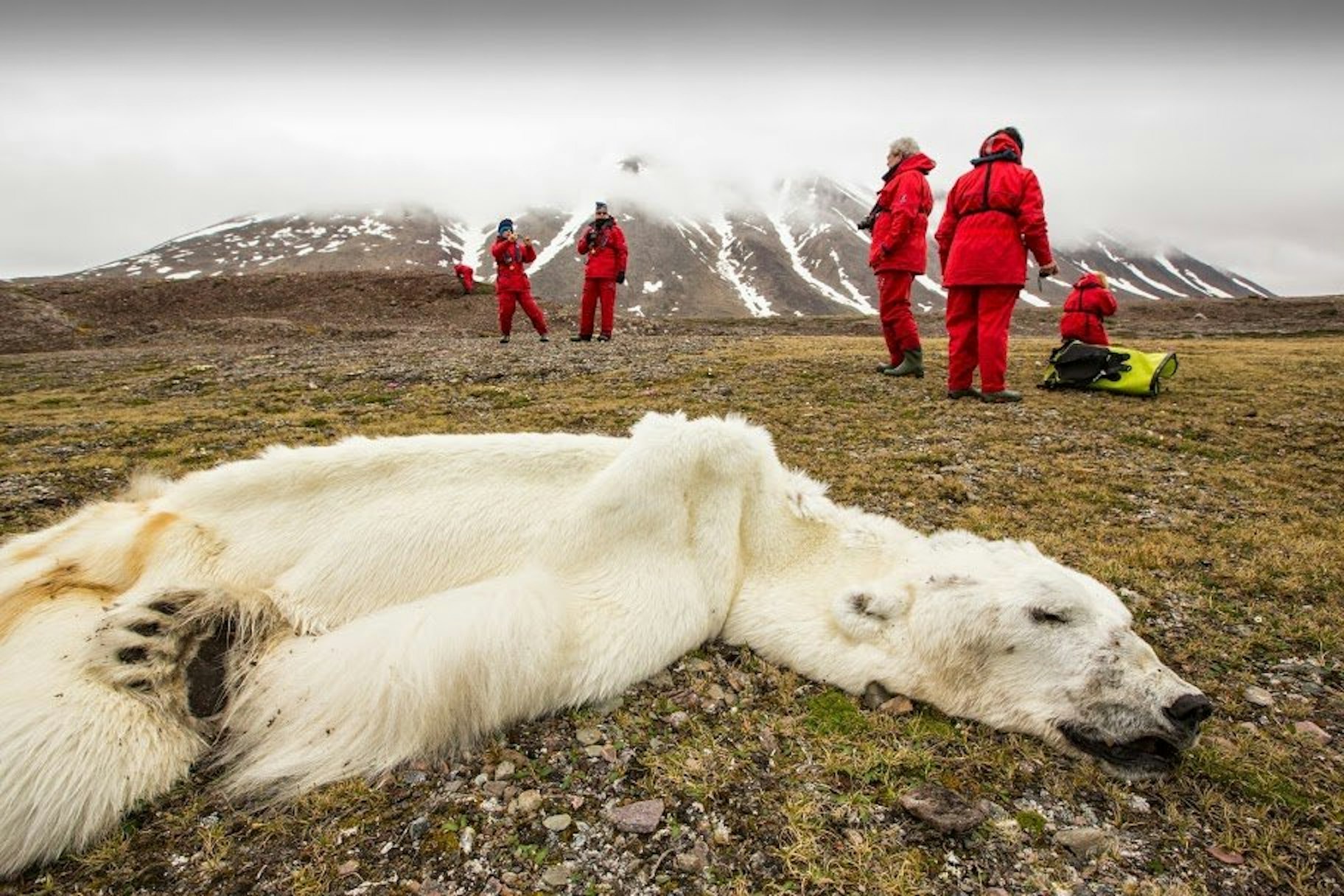 Norwegen, Spitzbergen: Toter Eisbär