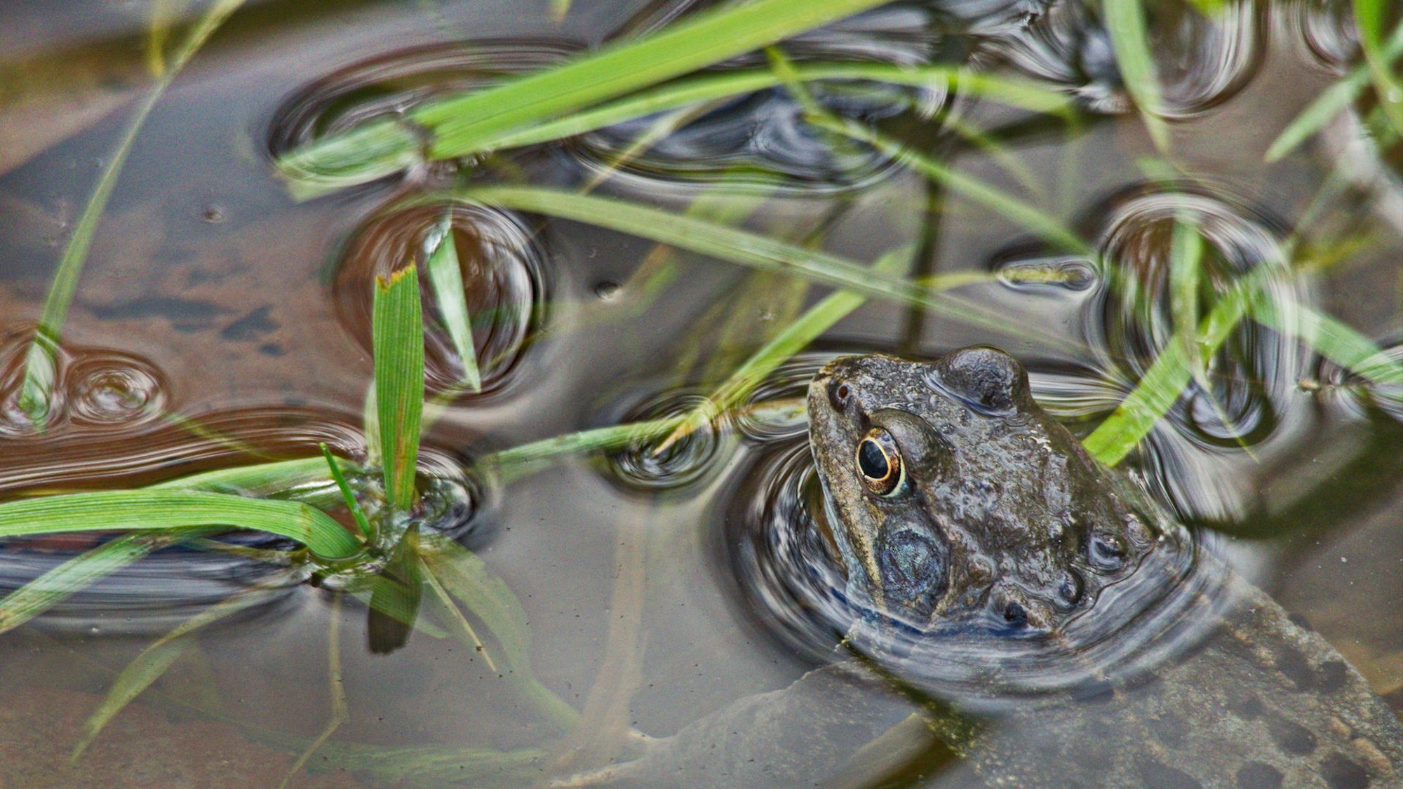Wer quakt denn da im Wassertümpel?  Amphibien kehren jedes Jahr zu ihren Laichplätzen zurück.
