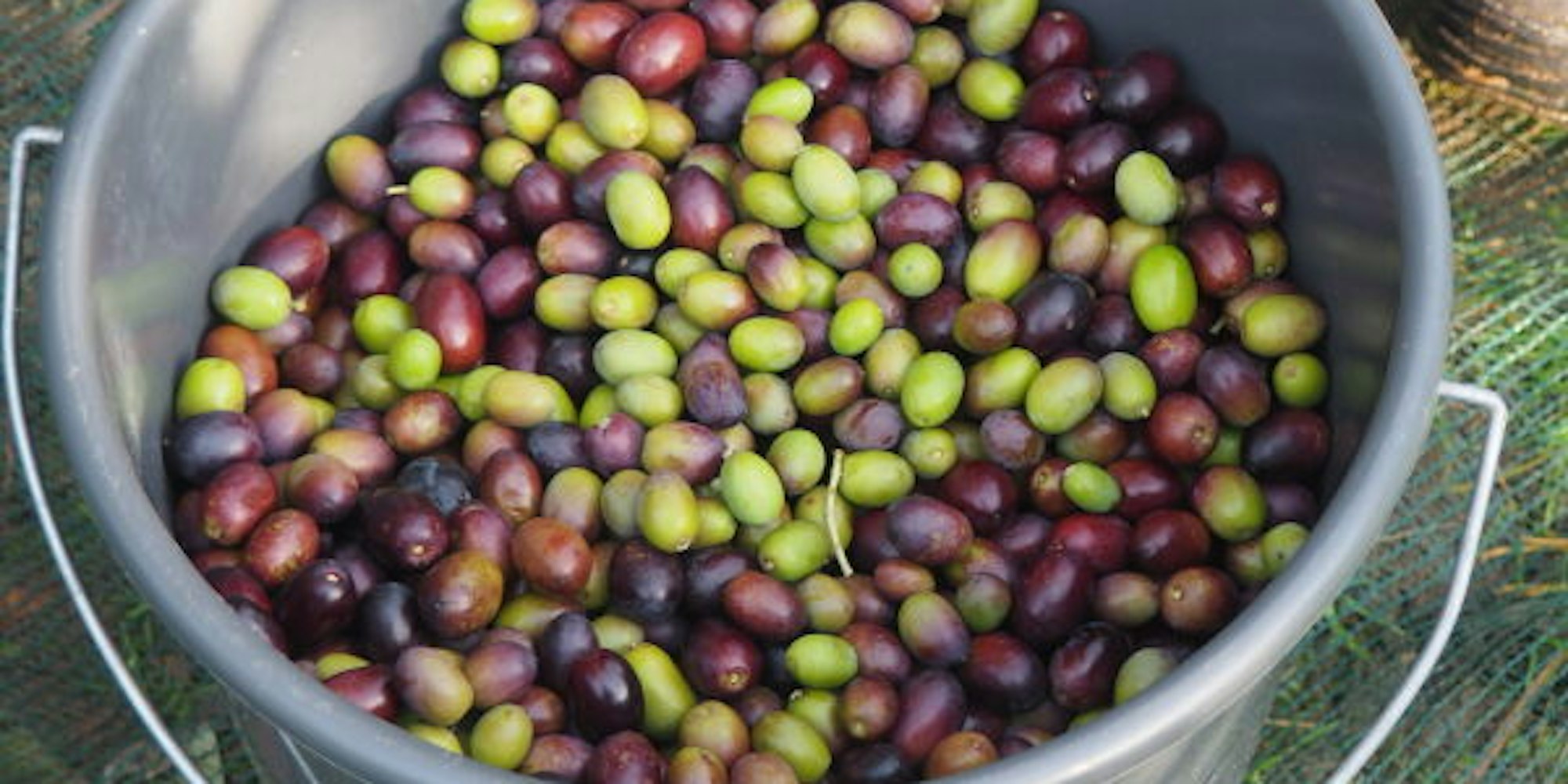 Oliven aus Stommeln – vom 51. Breitengrad.