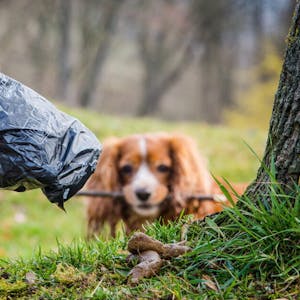 Hundekotbeutel werden zwar oft genutzt, sie landen in Königsdorf aber vielfach im Wald und nicht in der Mülltonne.