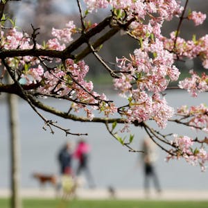 Frühling Symbol Kirschblüte NRW