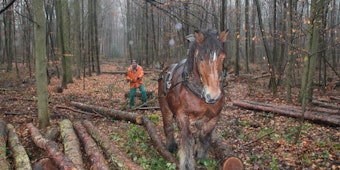 Statt schwerer Fahrzeuge wurden im Königsdorfer Forst wieder Pferde zum Holztransport eingesetzt.