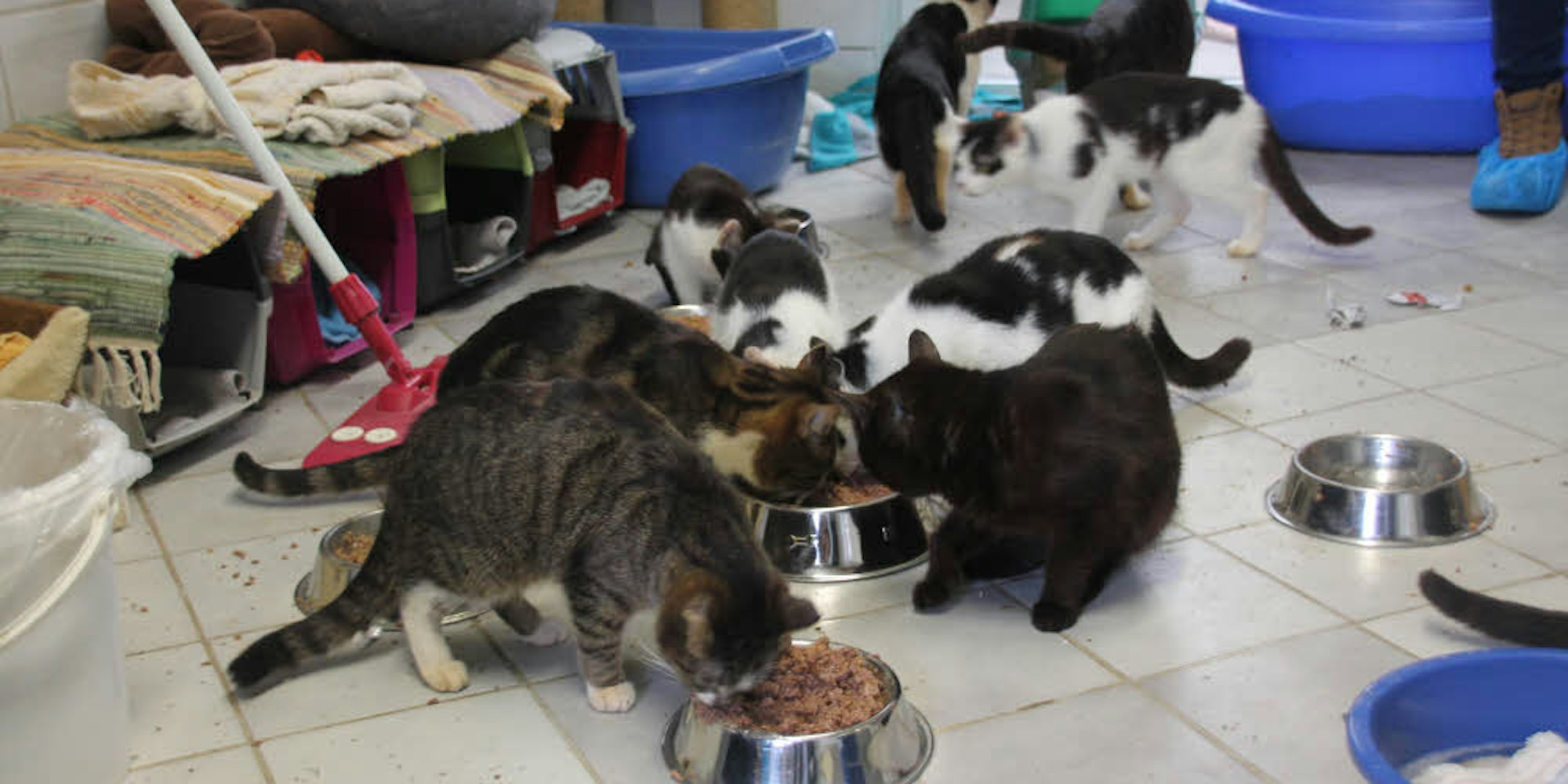 Das große Fressen. 43 Katzen verputzen beim Frühstück im Helenenhof eine ganze Menge Futter.