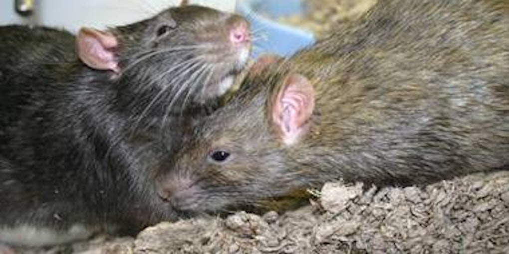 Gedankenloser Umgang mit Essensresten und Abfällen kommt den Ratten zugute. (Bild: dpa)
