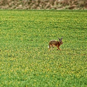 Hasen sind derzeit wieder häufiger auf den Feldern im Rhein-Erft-Kreis zu sehen.