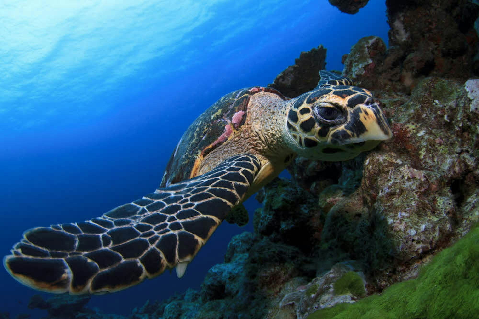 Echte Karettschildkröte vor den Similan-Inseln, die zu Thailand gehören.