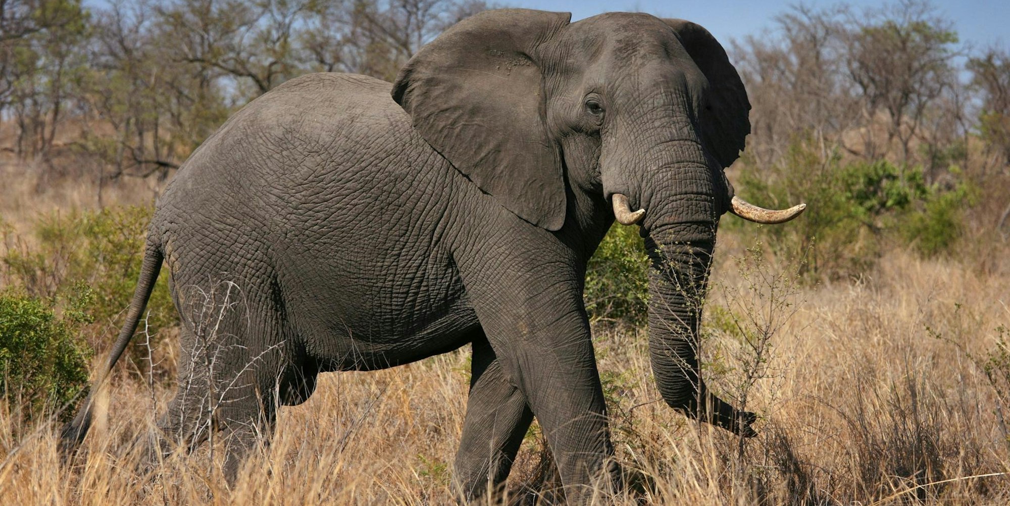 Elefant Krüger Nationalpark