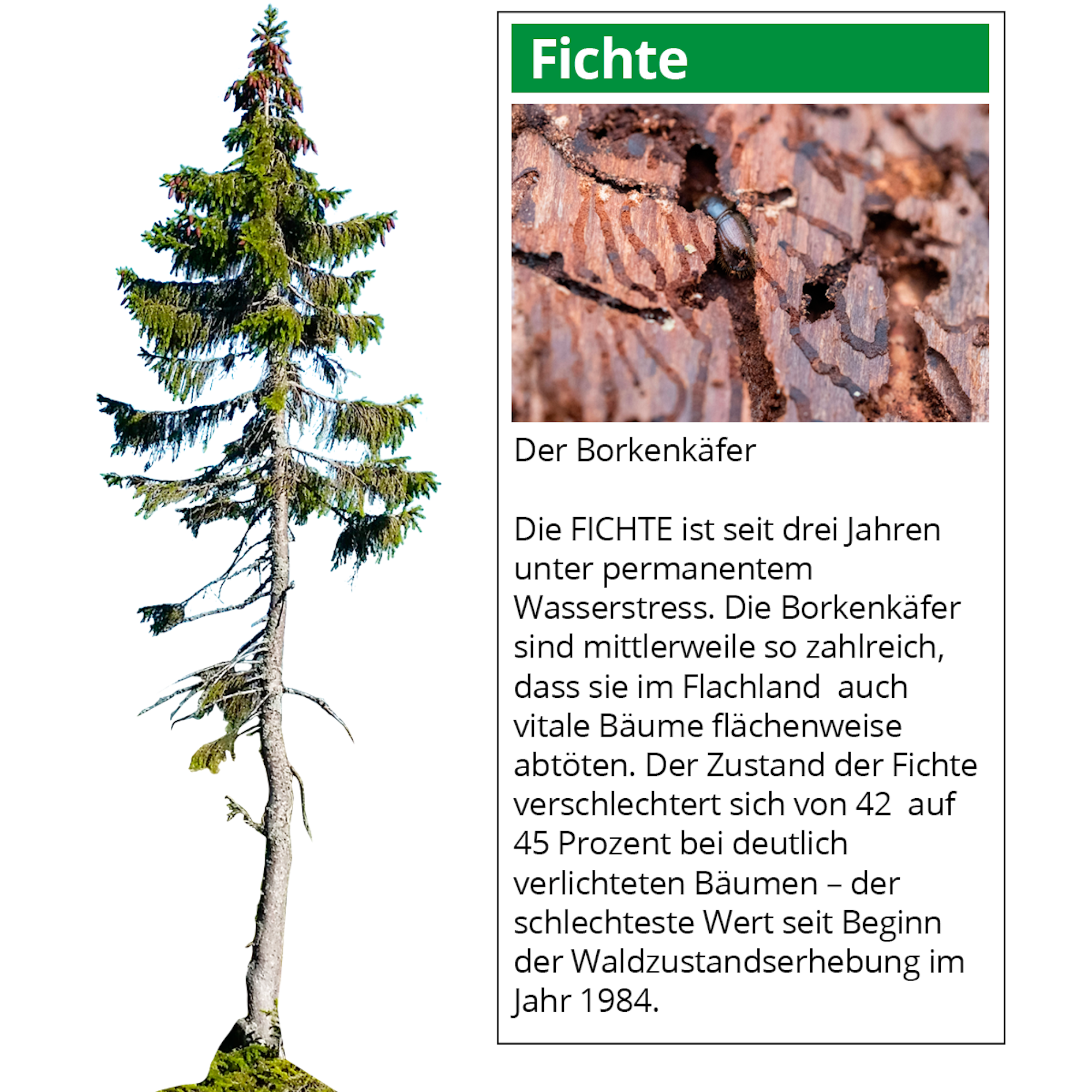 Waldserie-Online-Teil-1-Fichte
