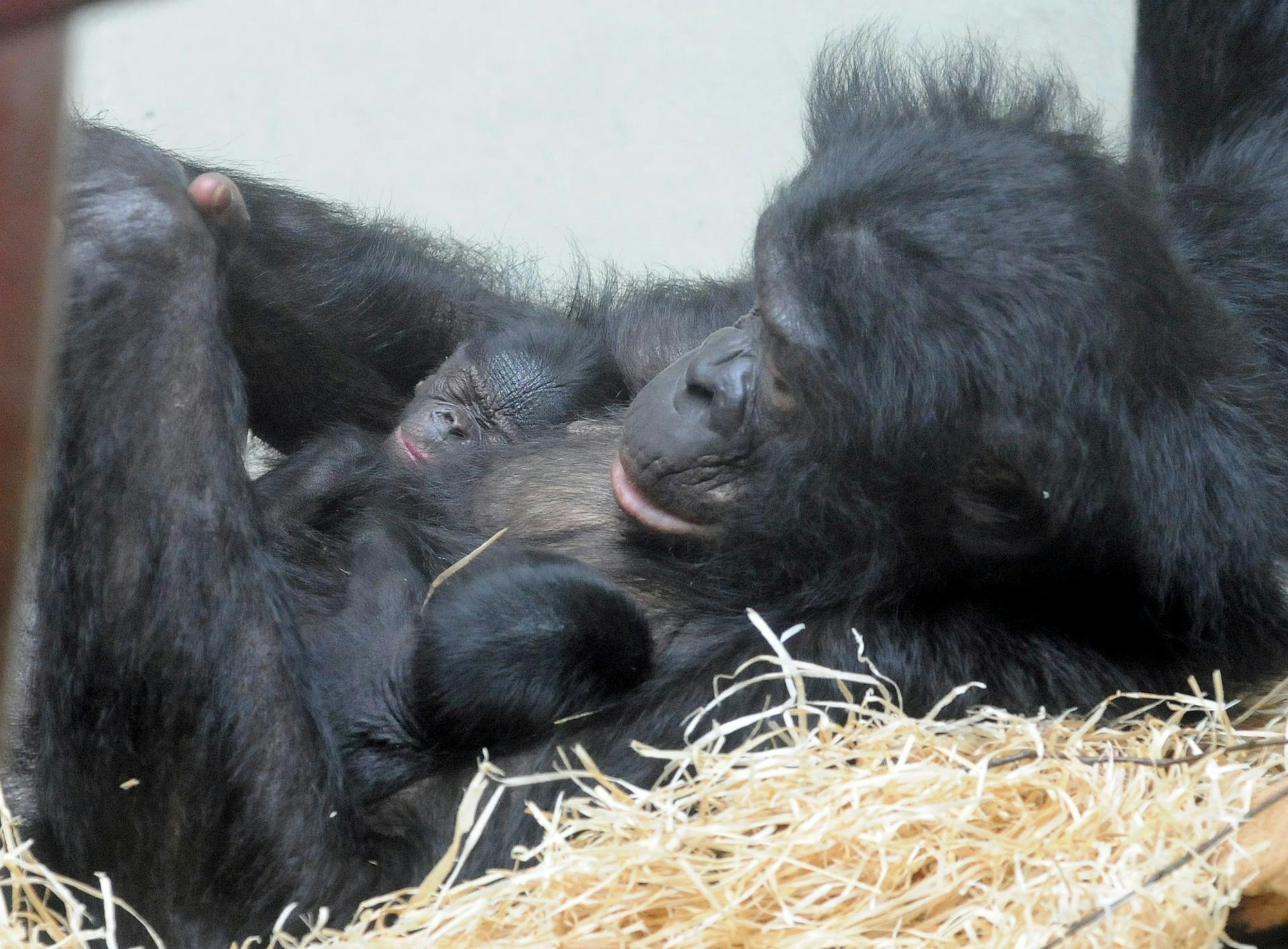 Bonobo_Eja_Wuppertal_Zoo