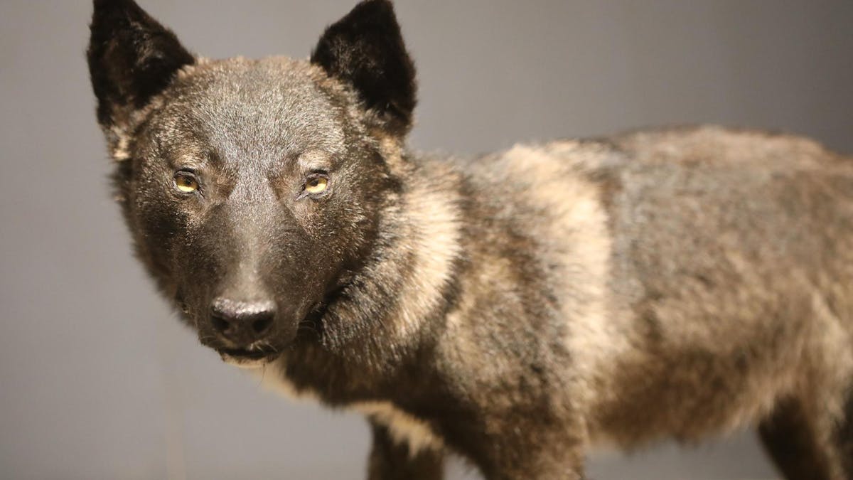 Ein Wolfshybrid wurde in der Eifel entdeckt.