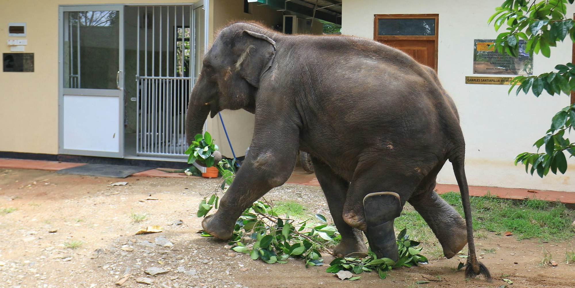Elefant Namal mit Beinprothese