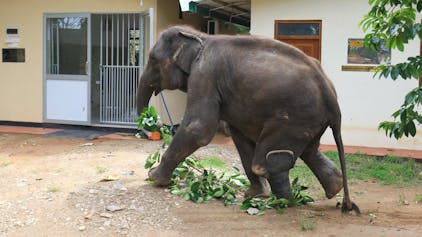 Elefant Namal mit Beinprothese