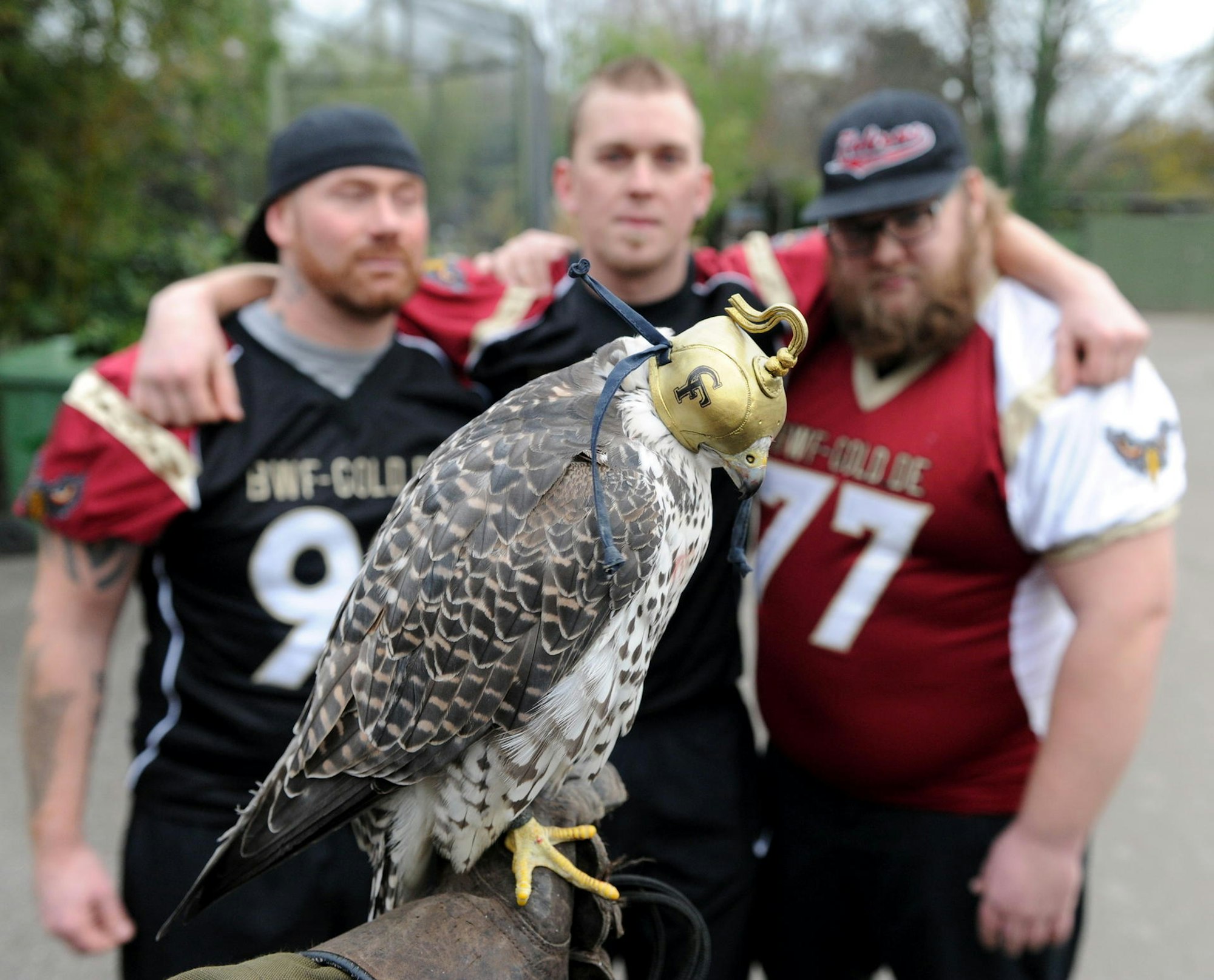 cologne falcons worring