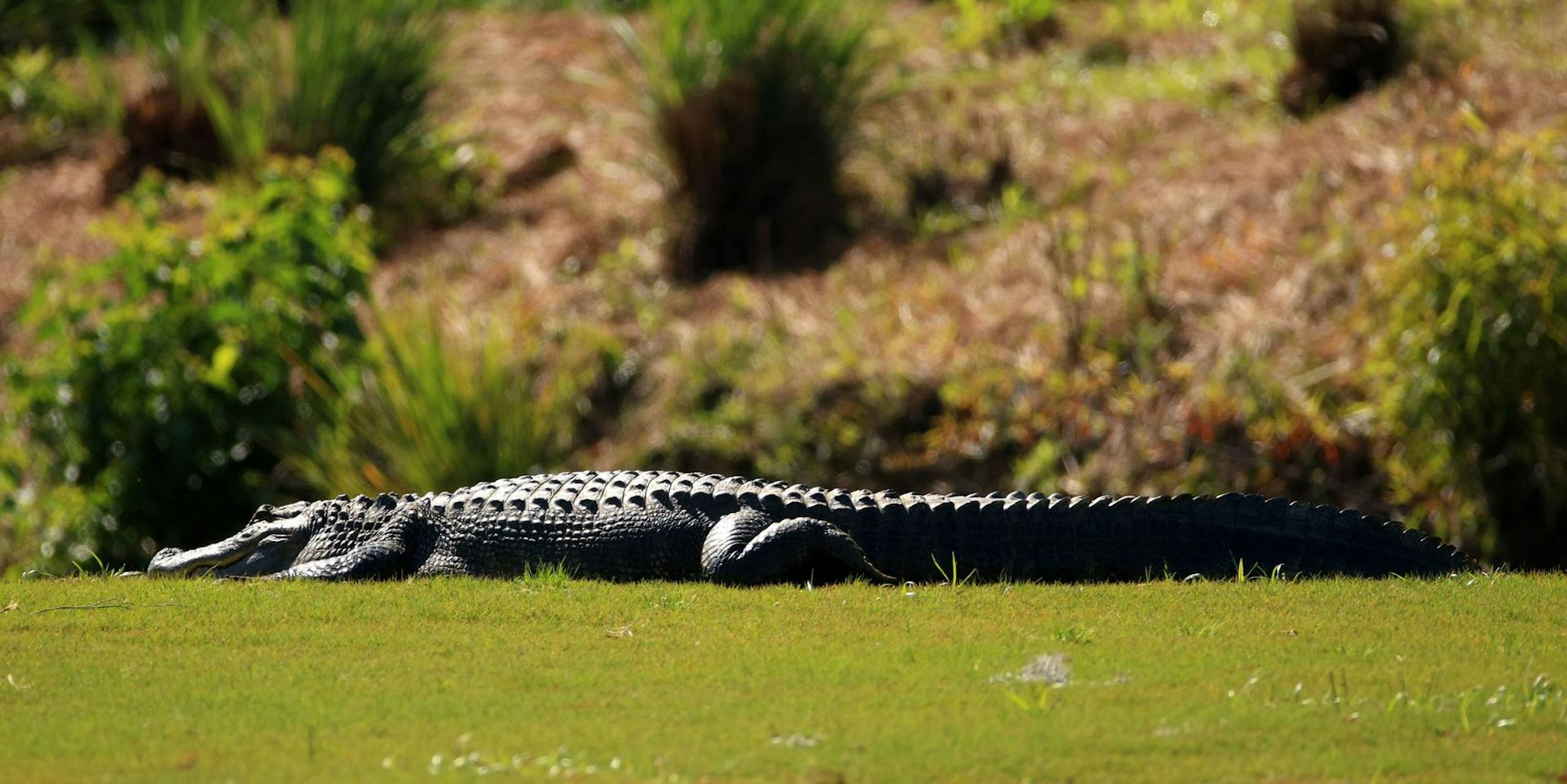 Alligator auf Golfplatz