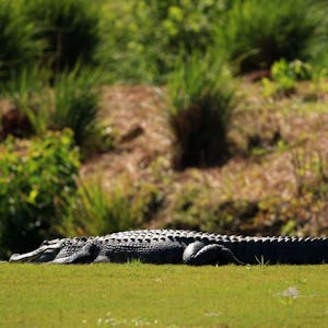 Alligator auf Golfplatz