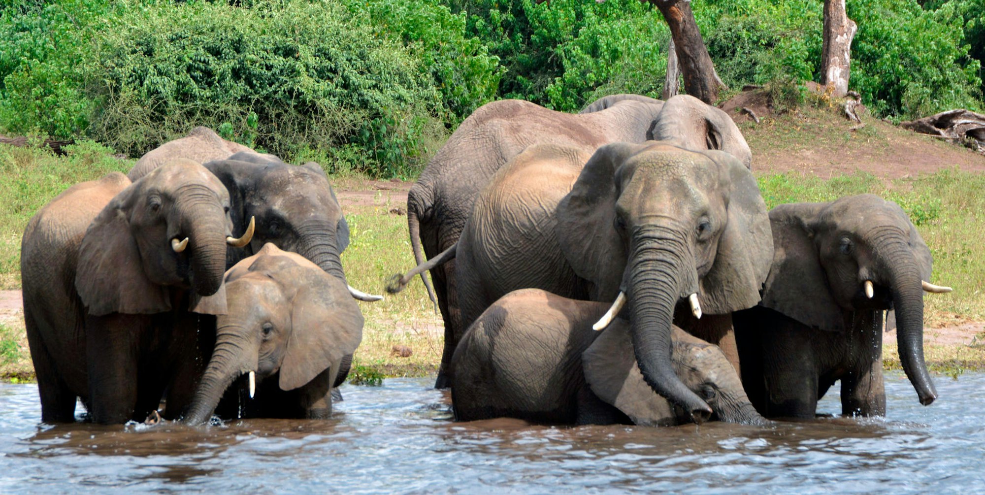 Elefanten Botsuana