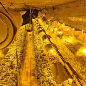cannabis-plantage-300421