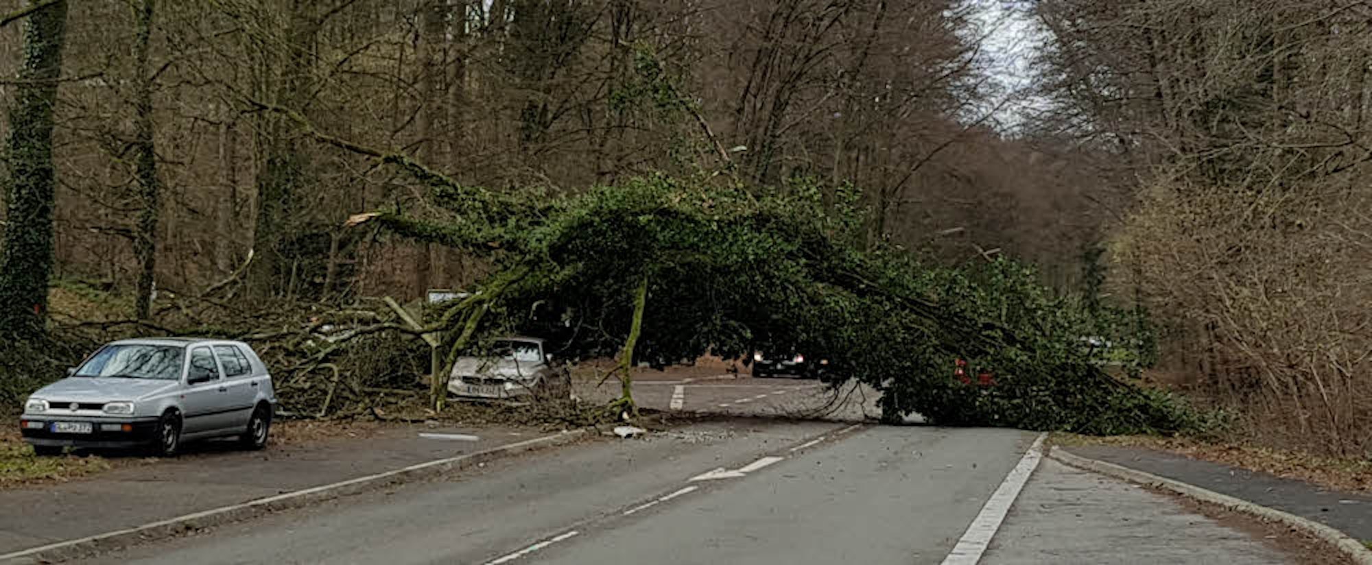 Ein umgestürzter Baum blockierte die Straße Am Sommerberg in Rösrath zwischen Forsbach und Hoffnungsthal.