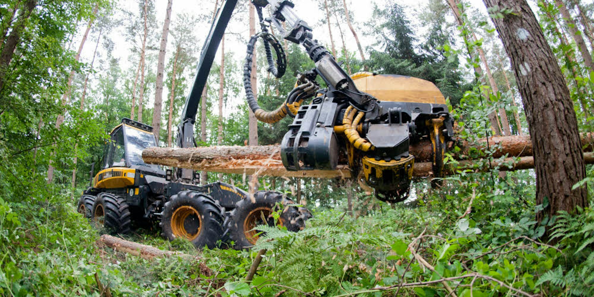 Ein Harvester fällt Bäume: Um den Verkauf der Stämme müssen sich die Waldbesitzer in Oberberg ab 2019 selbst kümmern. Dem Landesbetrieb Wald und Holz ist die Vermarktung ab dann untersagt.