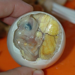 Auf den Philippinen gelten angebrütete Eier von Enten oder Hühnern als Delikatesse.