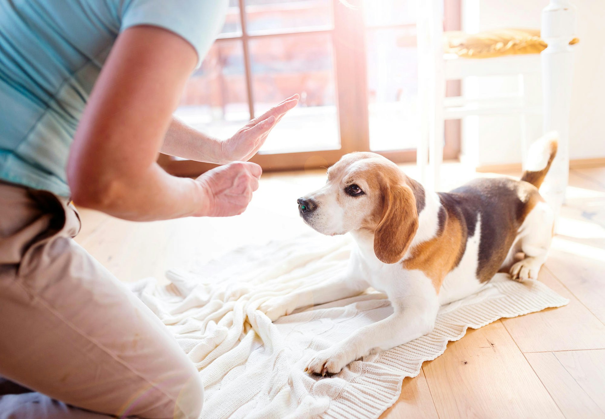 BeagleGettyImages_HAlfpoint-484742816