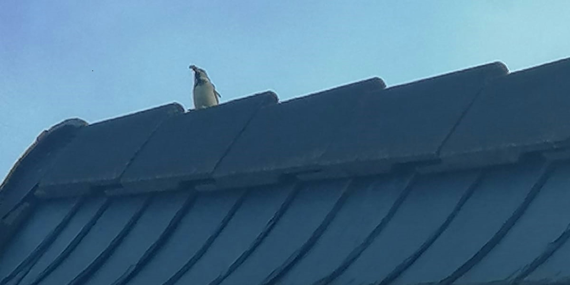 pinguin auf Dach