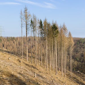 Die Gemeinde Morsbach kauft private Waldgebiete, um diese danach wieder aufzuforsten. (Symbolbild)