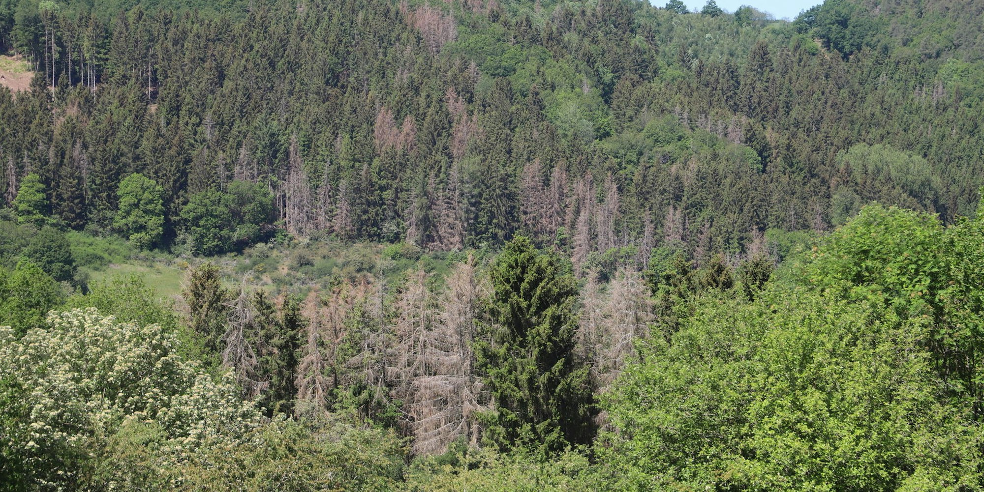 Die braunen, abgestorbenen Bäume sind in manchen Waldgebieten – wie hier bei Olef – nicht mehr zu übersehen.