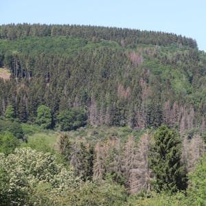 Die braunen, abgestorbenen Bäume sind in manchen Waldgebieten – wie hier bei Olef – nicht mehr zu übersehen.