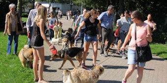 Hunderte Hunde wurden im vergangenen Jahr von ihren Haltern mit auf den Dogwalk genommen.