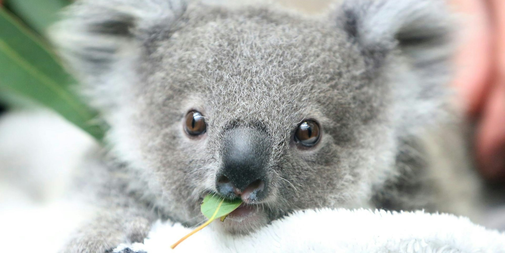 Koalaimpfung