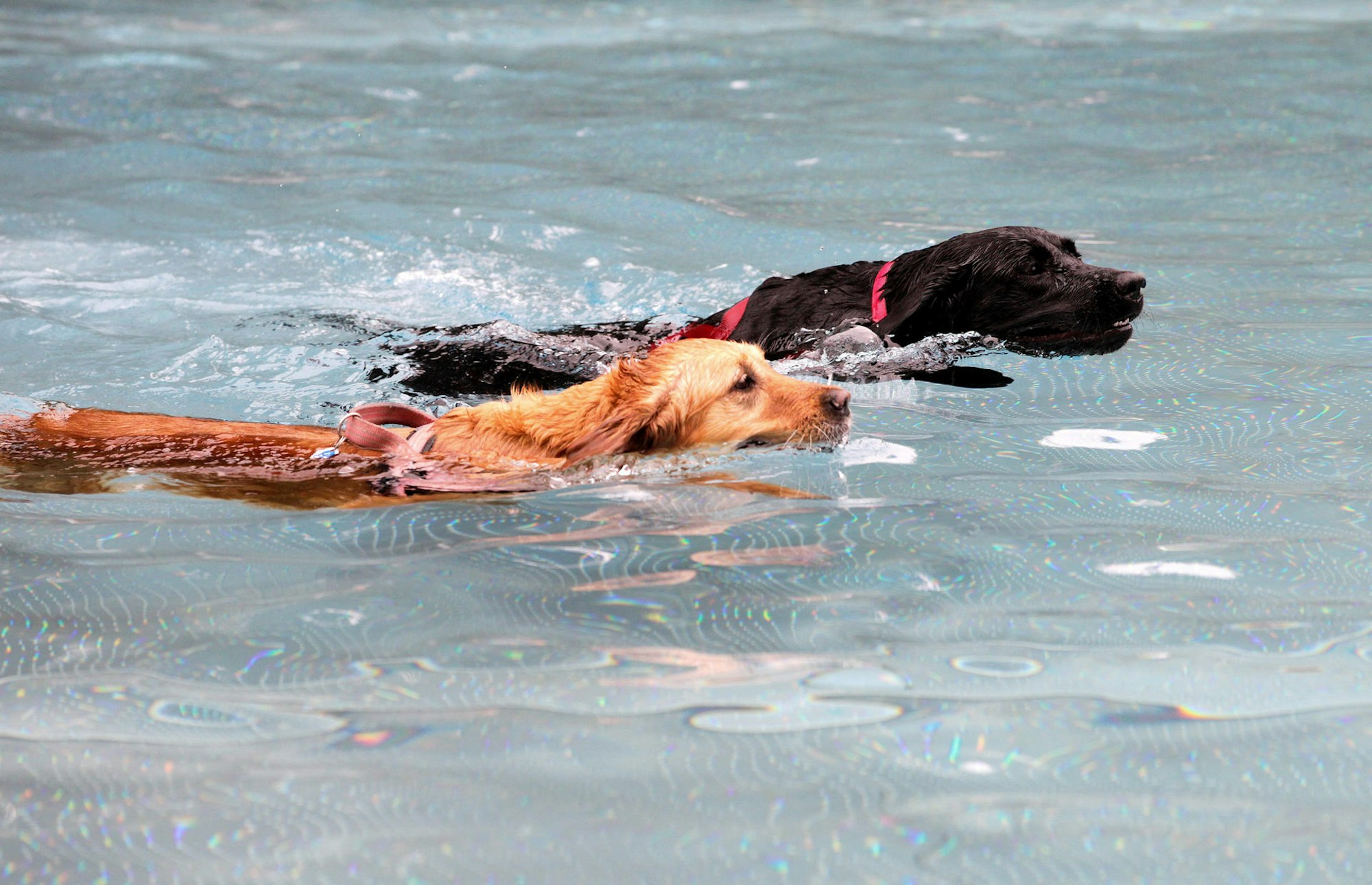 Hundeschwimmen 2