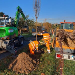 Die erfolgreiche Pflanzkampagne der Stadt macht Burscheid grüner und klimafreundlicher: Mitarbeiter des Baubetriebshofs beim Pflanzen von Winterlinden im Bereich Löh.