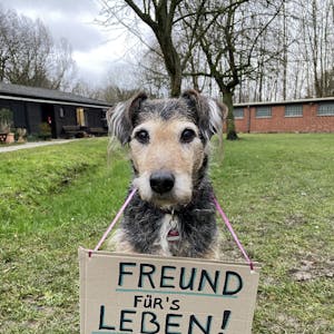 Der ungarische Terrier Lupo und einige andere Hunde und Katzen demonstrieren mit diesem Schild im Internet.