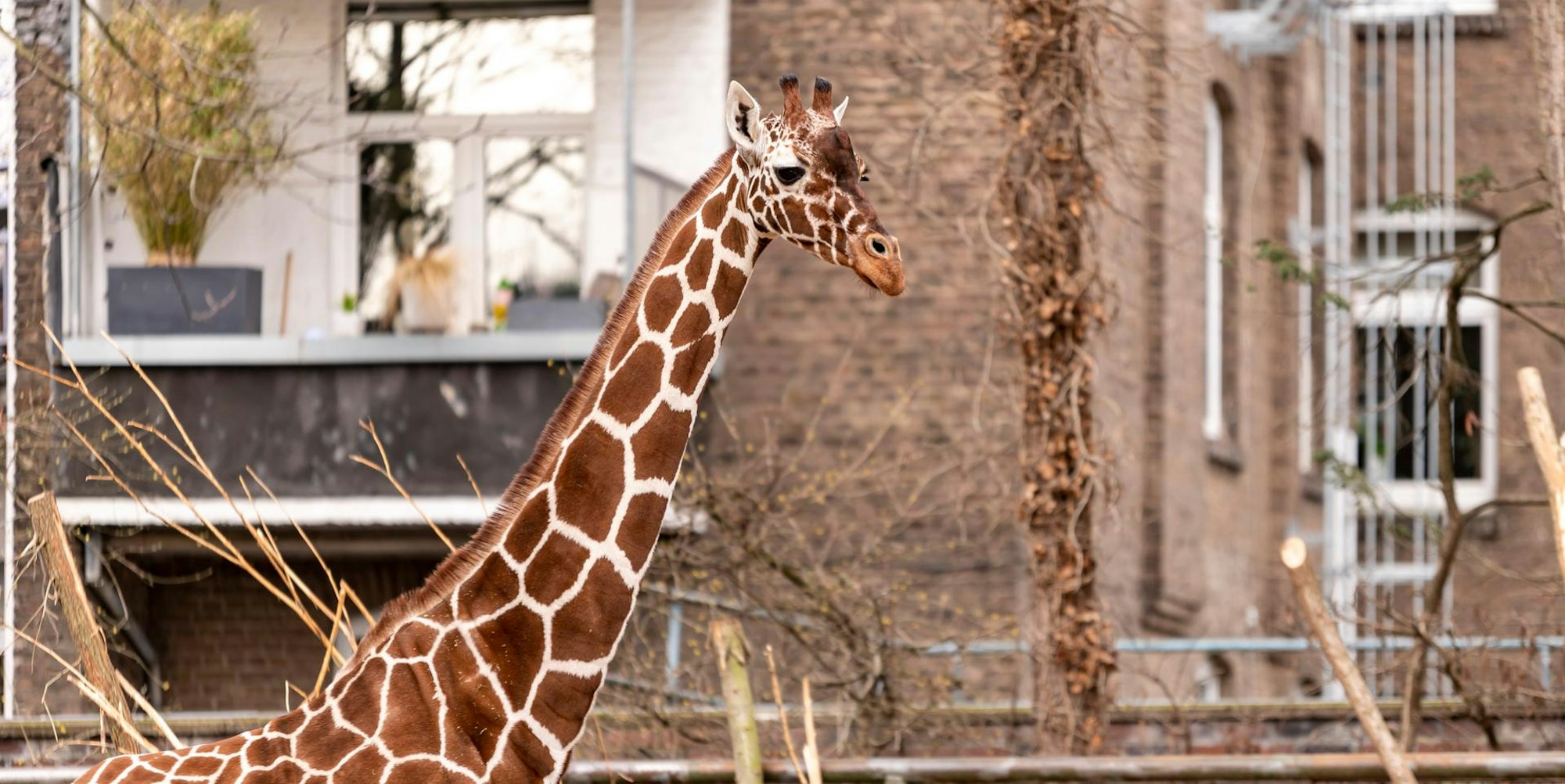 Zoo Giraffe Roll