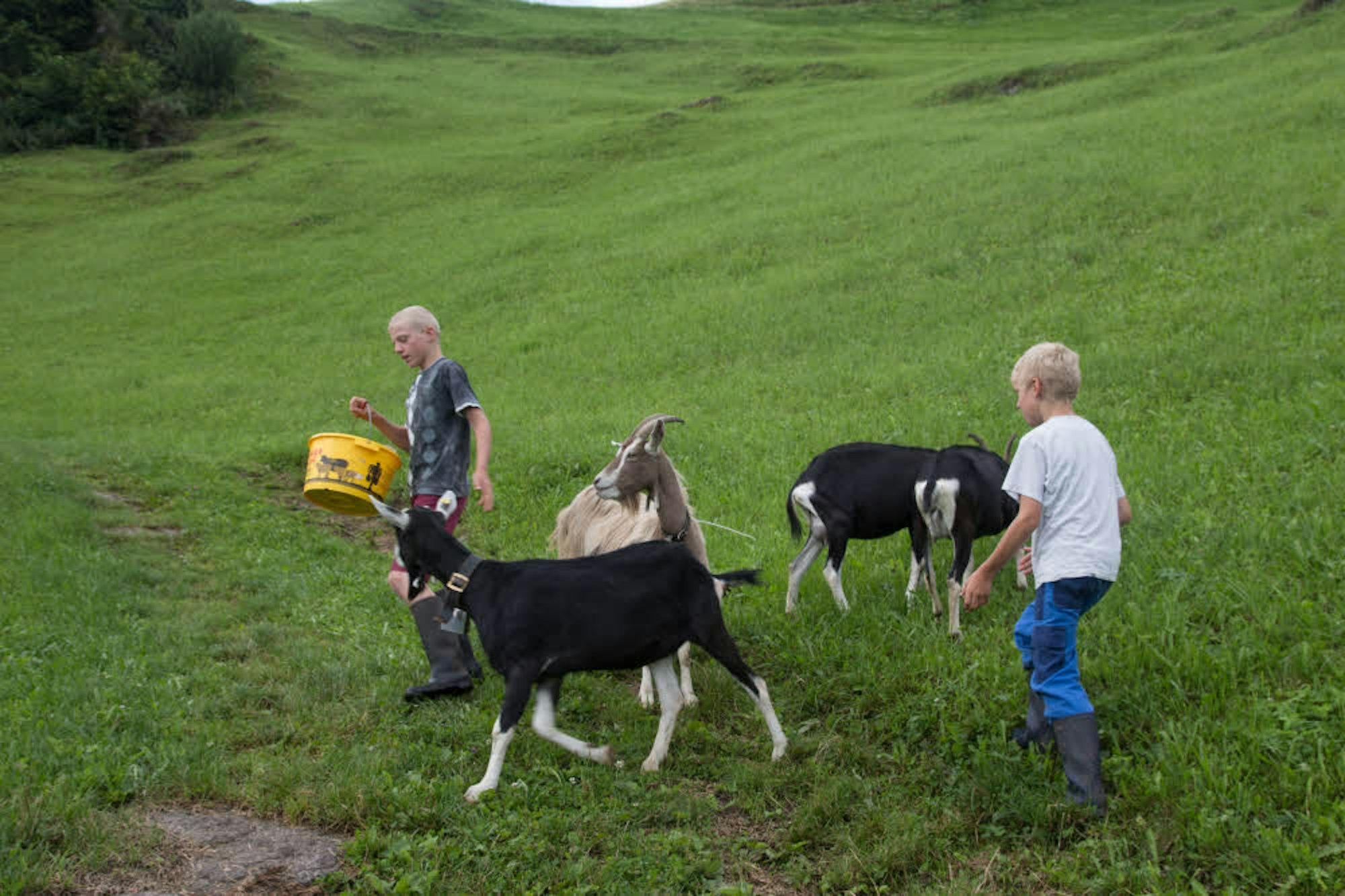 Auch die Ziegen wollen gehütet sein. Die Kinder der Familie Eberli sind mit im Alltag eingespannt.