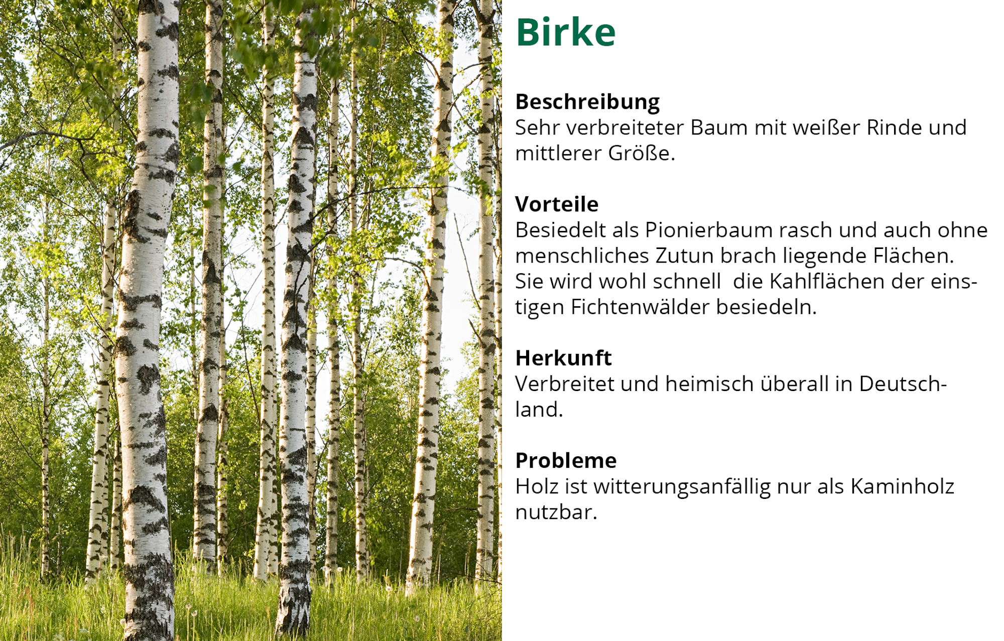 Waldserie-Birke
