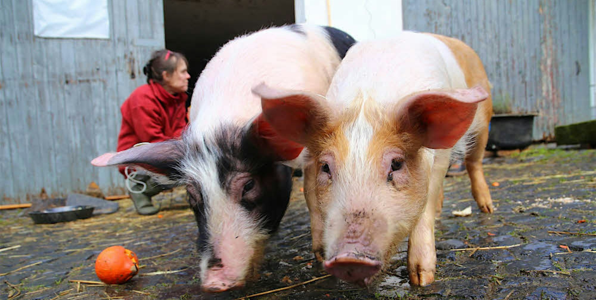 Neuankömmlinge im Lanzerather Auenland sind die beiden Jungschweine Rosie Gambschie und Nessa.