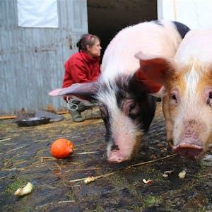 Neuankömmlinge im Lanzerather Auenland sind die beiden Jungschweine Rosie Gambschie und Nessa.