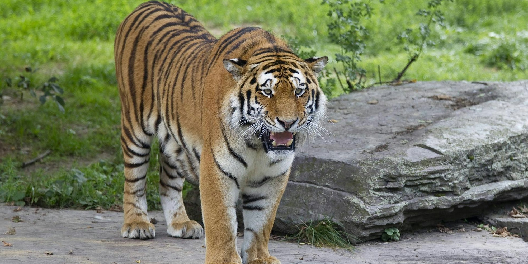 Tiger Altai