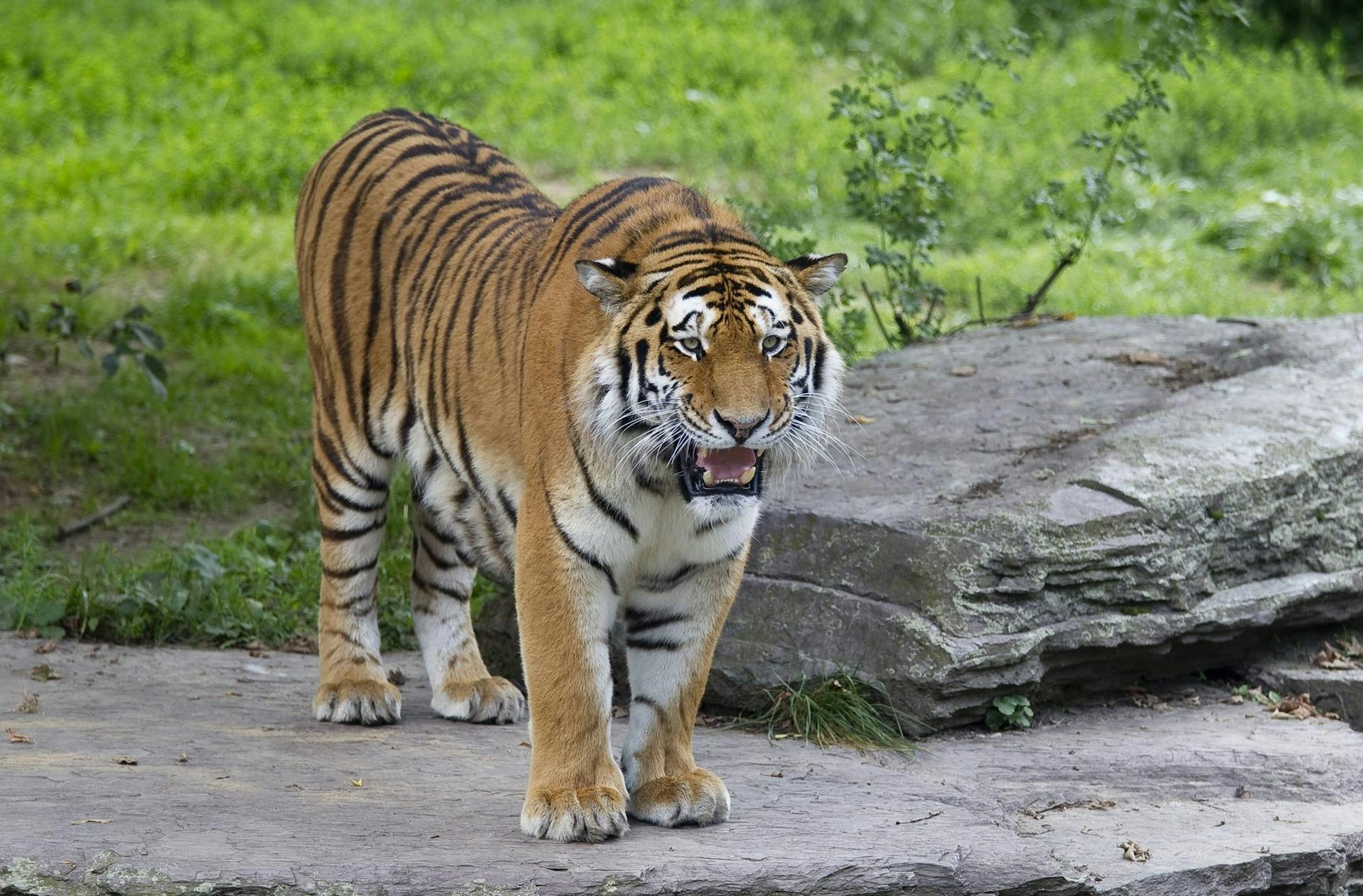 Tiger Altai