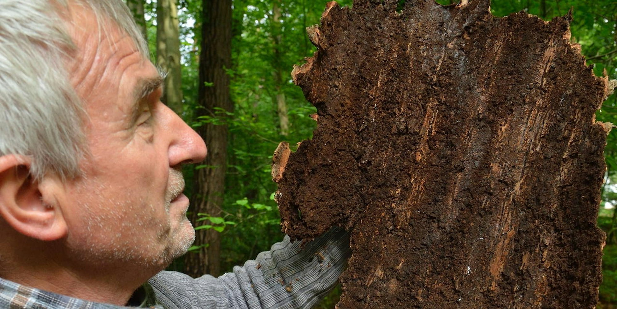Er frisst und frisst und frisst: Wenn der Borkenkäfer zuschlägt, hinterlässt er tote Bäume. Forstunternehmer Franc Godler begutachtet ein Stück abgefallene Rinde.